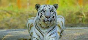 bandhavagrh tour package