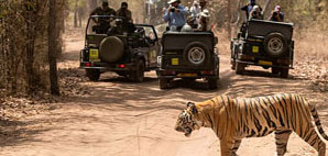 bandhavgarh safari