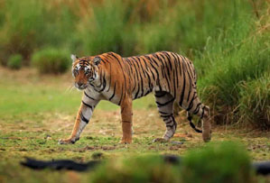 corbett national park india