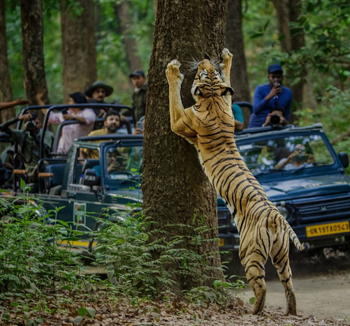 corbett safari india