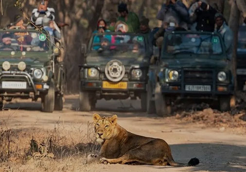 gir safari india