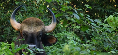 gorumara safari tour