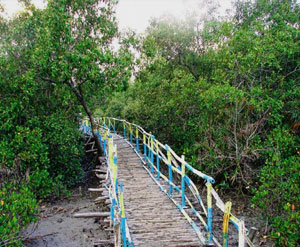 henri island sundarbans