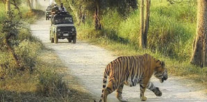 kaziranga jeep safari