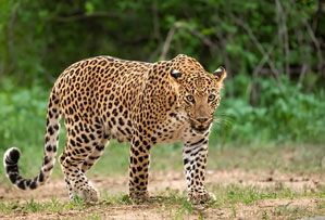 kanha national park india