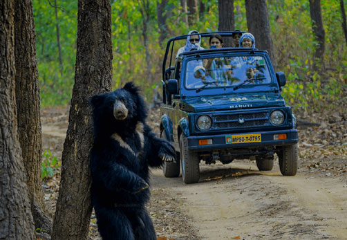 kanha safari india