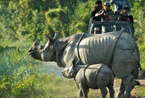 manas national park india
