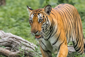 mudumalai national park india