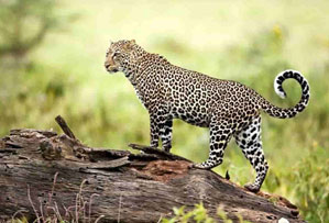 nagzira national park india