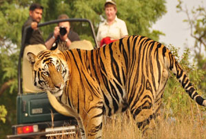 pench national park india