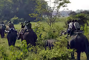 pobitora national park india