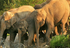 rajaji national park india
