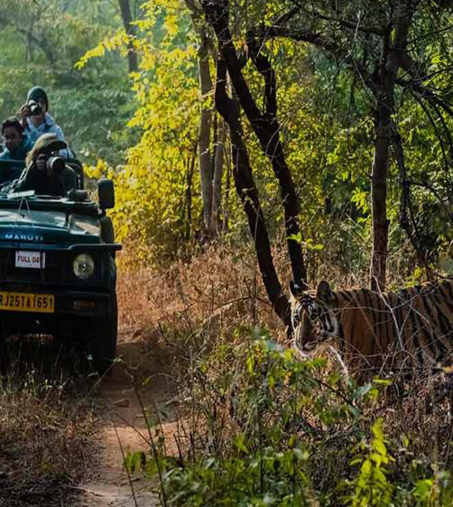 ranthambore safari india