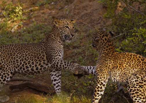 sariska safari india