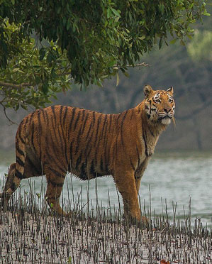 sundarbans safari