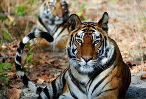 tadoba national park india