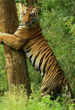 indian national park