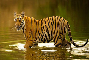 tipeshwar national park india