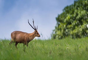 valmiki national park india