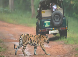 wildlife updated news