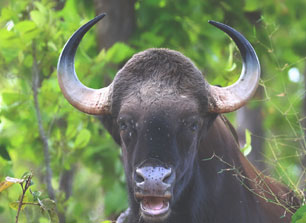 wildlife updated news